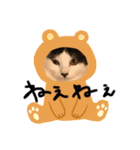 コタハナにゃん日常で使える（個別スタンプ：17）
