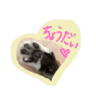 コタハナにゃん日常で使える（個別スタンプ：19）