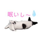 りんちゃんだよ～3（個別スタンプ：1）