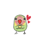 可愛いインコたち（個別スタンプ：13）
