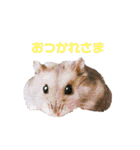 ジャンガリアンハムスターロコ太郎（個別スタンプ：4）