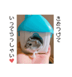 ジャンガリアンハムスターロコ太郎（個別スタンプ：5）