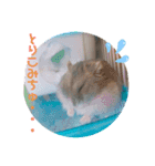 ジャンガリアンハムスターロコ太郎（個別スタンプ：9）