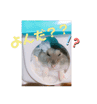 ジャンガリアンハムスターロコ太郎（個別スタンプ：10）