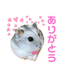 ジャンガリアンハムスターロコ太郎（個別スタンプ：14）