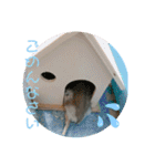 ジャンガリアンハムスターロコ太郎（個別スタンプ：15）