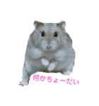 ジャンガリアンハムスターロコ太郎（個別スタンプ：16）