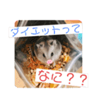 ジャンガリアンハムスターロコ太郎（個別スタンプ：20）