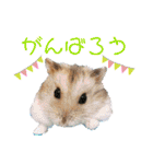 ジャンガリアンハムスターロコ太郎（個別スタンプ：21）