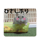 ジャンガリアンハムスターロコ太郎（個別スタンプ：27）
