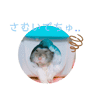 ジャンガリアンハムスターロコ太郎（個別スタンプ：29）