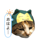みみちゃぶ（個別スタンプ：7）