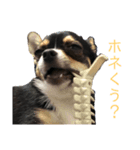 こじろうラムネアラレスタンプ2（個別スタンプ：2）