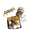 トイプードル❁︎RIKU❁︎（個別スタンプ：11）