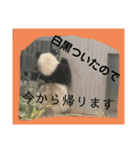 ピエールくんオリジナルスタンプ（個別スタンプ：5）