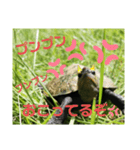 ピエールくんオリジナルスタンプ（個別スタンプ：11）