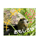 ピエールくんオリジナルスタンプ（個別スタンプ：14）