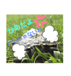 ピエールくんオリジナルスタンプ（個別スタンプ：16）