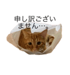 バロンの日常スタンプ（個別スタンプ：8）