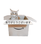 バロンの日常スタンプ（個別スタンプ：9）