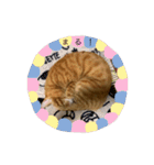 バロンの日常スタンプ（個別スタンプ：16）