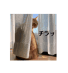 バロンの日常スタンプ（個別スタンプ：26）