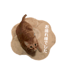 バロンの日常スタンプ（個別スタンプ：35）