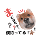 柴犬風太スタンプ（個別スタンプ：1）