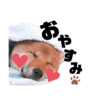 柴犬風太スタンプ（個別スタンプ：2）