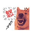 柴犬風太スタンプ（個別スタンプ：3）