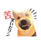 柴犬風太スタンプ（個別スタンプ：4）