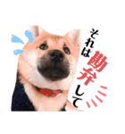 柴犬風太スタンプ（個別スタンプ：5）