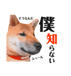 柴犬風太スタンプ（個別スタンプ：6）