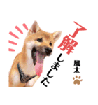 柴犬風太スタンプ（個別スタンプ：7）