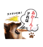 柴犬風太スタンプ（個別スタンプ：8）