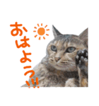 にゃんとも猫スタンプ（個別スタンプ：1）
