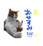 にゃんとも猫スタンプ（個別スタンプ：2）