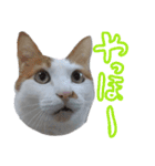 にゃんとも猫スタンプ（個別スタンプ：3）