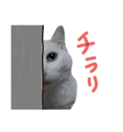 にゃんとも猫スタンプ（個別スタンプ：5）