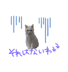 にゃんとも猫スタンプ（個別スタンプ：7）