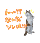 にゃんとも猫スタンプ（個別スタンプ：9）