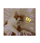 にゃんとも猫スタンプ（個別スタンプ：10）
