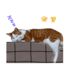にゃんとも猫スタンプ（個別スタンプ：12）