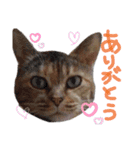にゃんとも猫スタンプ（個別スタンプ：18）