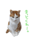 にゃんとも猫スタンプ（個別スタンプ：21）