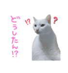 にゃんとも猫スタンプ（個別スタンプ：22）