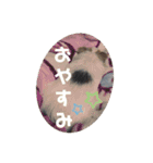 チワワのピノ君スタンプ01（個別スタンプ：1）