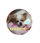 チワワのピノ君スタンプ01（個別スタンプ：2）