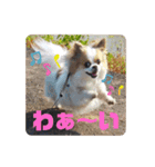 チワワのピノ君スタンプ01（個別スタンプ：4）