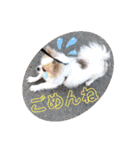 チワワのピノ君スタンプ01（個別スタンプ：6）